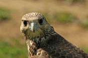 Raroh velký (Falco cherrug). ZOO Jihlava