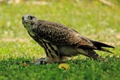 Raroh jižní (Falco  biarmicus). ZOO Jihlava