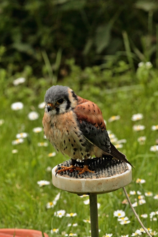 Poštolka vrabčí (Falco sparverius). Park Lednice