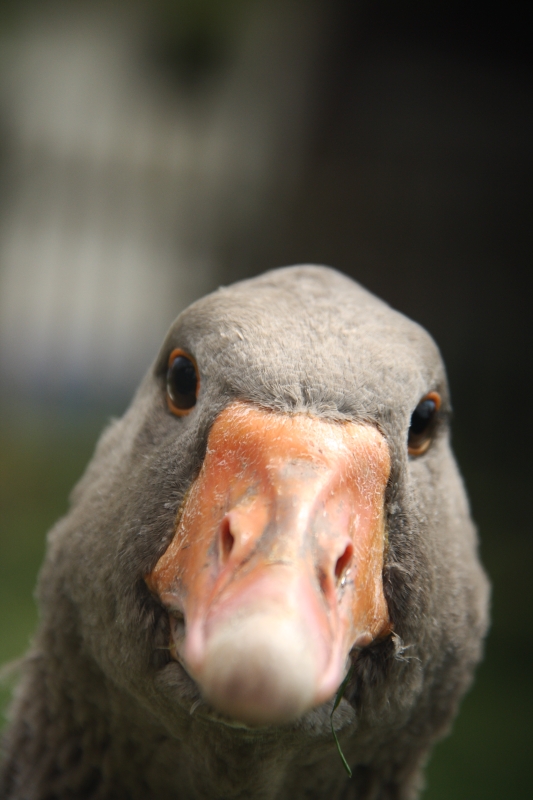 Husa domácí (Anser anser f. domesticus) - Strážnice