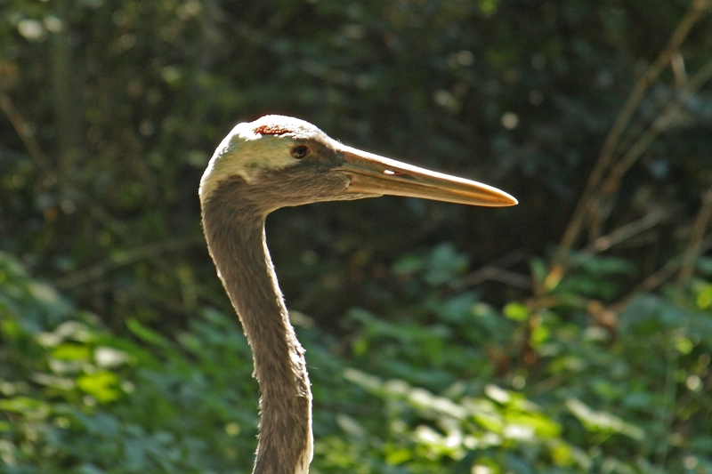 Jeřáb mandžuský (Grus japonensis) – ZOO Brno
