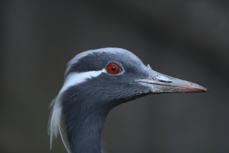 Jeřáb panenský (Anthropoides virgo) – ZOO Chleby