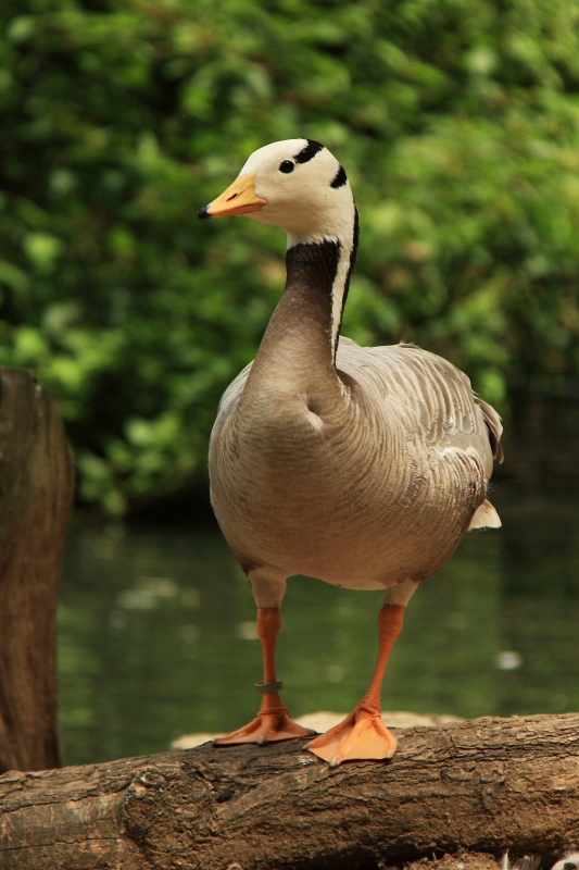 Husa indická (Anser indicus). ZOO Jihlava