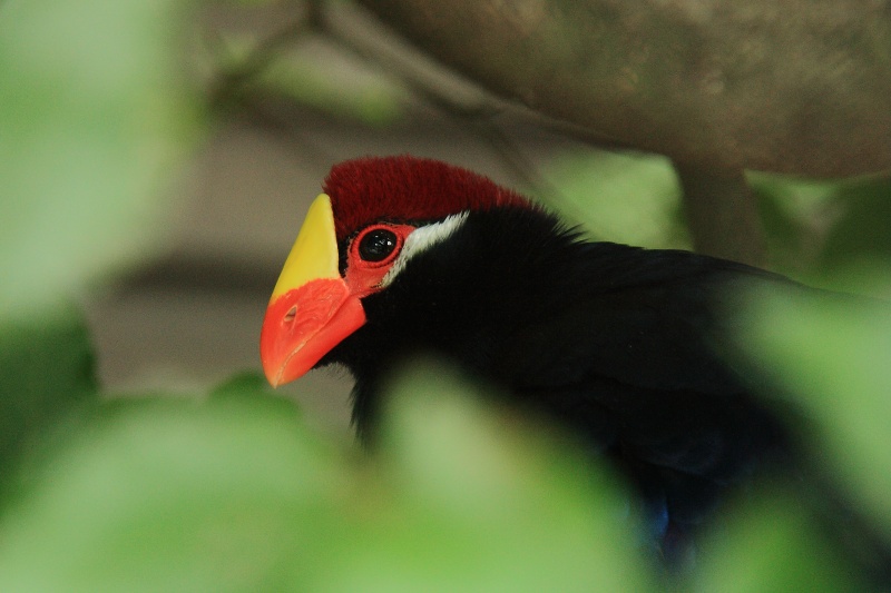 Turako fialový (Musophaga violacea). ZOO Olomouc 