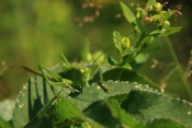 Kobylka zpěvavá (Tettigonia cantans). Těšenov