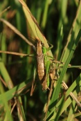 Kobylka zpěvavá (Tettigonia cantans). Těšenov