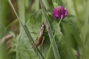 Kobylka zpěvavá (Tettigonia cantans). Těšenov