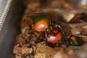 Zlatohlávek rohatý (Eudicella gralli alaeri). ZOO Vyškov