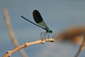 Motýlice lesklá (Calopteryx splendens). Provence. Francie