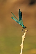Motýlice lesklá (Calopteryx splendens). Provence. Francie