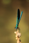 Motýlice lesklá (Calopteryx splendens). Provence. Francie