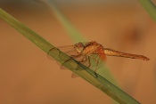 Vážka rudá (Sympetrum sanguineum) ♀. Provence. Francie