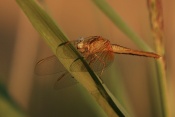 Vážka rudá (Sympetrum sanguineum) ♀. Provence. Francie