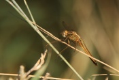 Vážka rudá (Sympetrum sanguineum) ♀. Provence. Francie