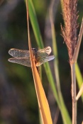 Vážka rudá (Sympetrum sanguineum) ♀. Provence. Francie