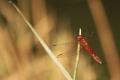 Vážka rudá (Sympetrum sanguineum) ♂. Provence. Francie