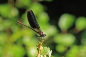 Motýlice obecná (Calopteryx virgo). Provence. Francie