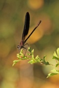 Motýlice obecná (Calopteryx virgo). Provence. Francie