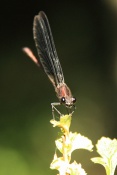 Motýlice obecná (Calopteryx virgo). Provence. Francie