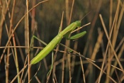 Kudlanka nábožná (Mantis religiosa). Provence. Francie