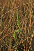 Kudlanka nábožná (Mantis religiosa). Provence. Francie