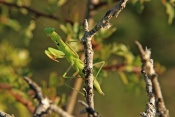 Kudlanka nábožná (Mantis religiosa). Provence. Francie