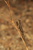 Kudlanka nábožná (Mantis religiosa). Provence. Francie