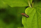 Páteříček sněhový (Cantharis fusca). PR Obůrky-Třeštěnec.