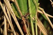 Lovčík hajní (Pisaura mirabilis). Ralsko