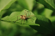 Lovčík hajní (Pisaura mirabilis). Ralsko