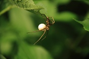 Lovčík hajní (Pisaura mirabilis). Ralsko