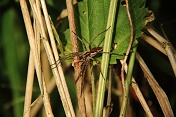 Lovčík hajní (Pisaura mirabilis). Ralsko