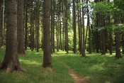 Zalesněná niva Chřibské Kamenice