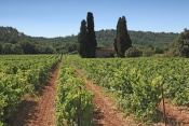 Vinice u Besse-sur-Issole