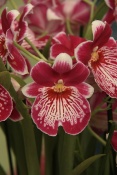 Orchidej v Keukenhof. Lisse
