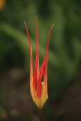 Tulipány na výstavě Floriade 2012. Venlo