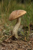 Kozák březový (Leccinum scabrum). Těšenov