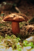 Hřib kovář (Boletus erythropus). Těšenov