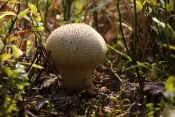 Pýchavka obecná (Lycoperdon perlatum). Těšenov