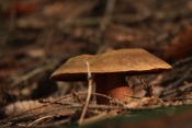 Hřib kovář (Boletus luridiformis). České Švýcarsko