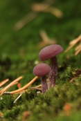 Lakovka ametystová (Laccaria amethystina). České Švýcarsko