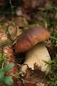 Hřib smrkový (Boletus edulis). České Švýcarsko