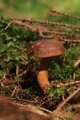 Hřib hnědý – suchohřib hnědý (Boletus badius). České Švýcarsko