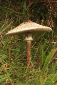 Bedla vysoká (Macrolepiota procera). České Švýcarsko