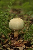 Žampion ovčí (Agaricus arvensis). PP Zlobice
