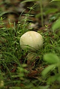 Žampion ovčí (Agaricus arvensis). PP Zlobice