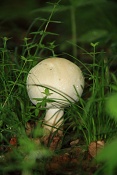 Žampion ovčí (Agaricus arvensis). PP Zlobice