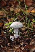 Pavučinec kozlí (Cortinarius traganus). Těšenov