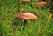 Křemenáč březový (Leccinum versipelle). Těšenov