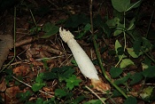 Hadovka smrdutá (Phallus impudicus). Litovelské Pomoraví